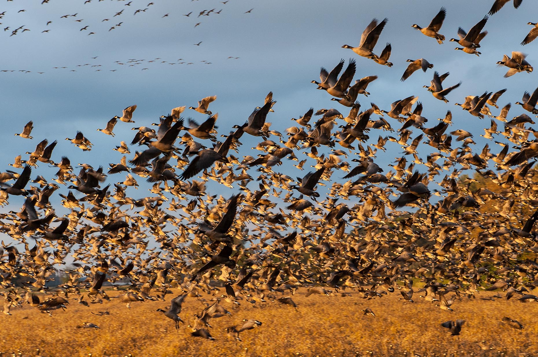 Photo of hundreds of Canadian geese taking off from field.