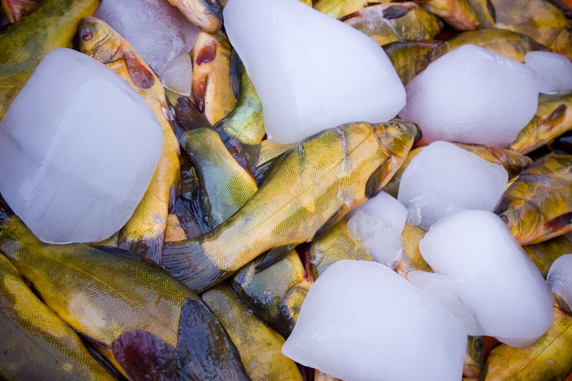 Carp fish on ice in open market in Istanbul Turkey. 