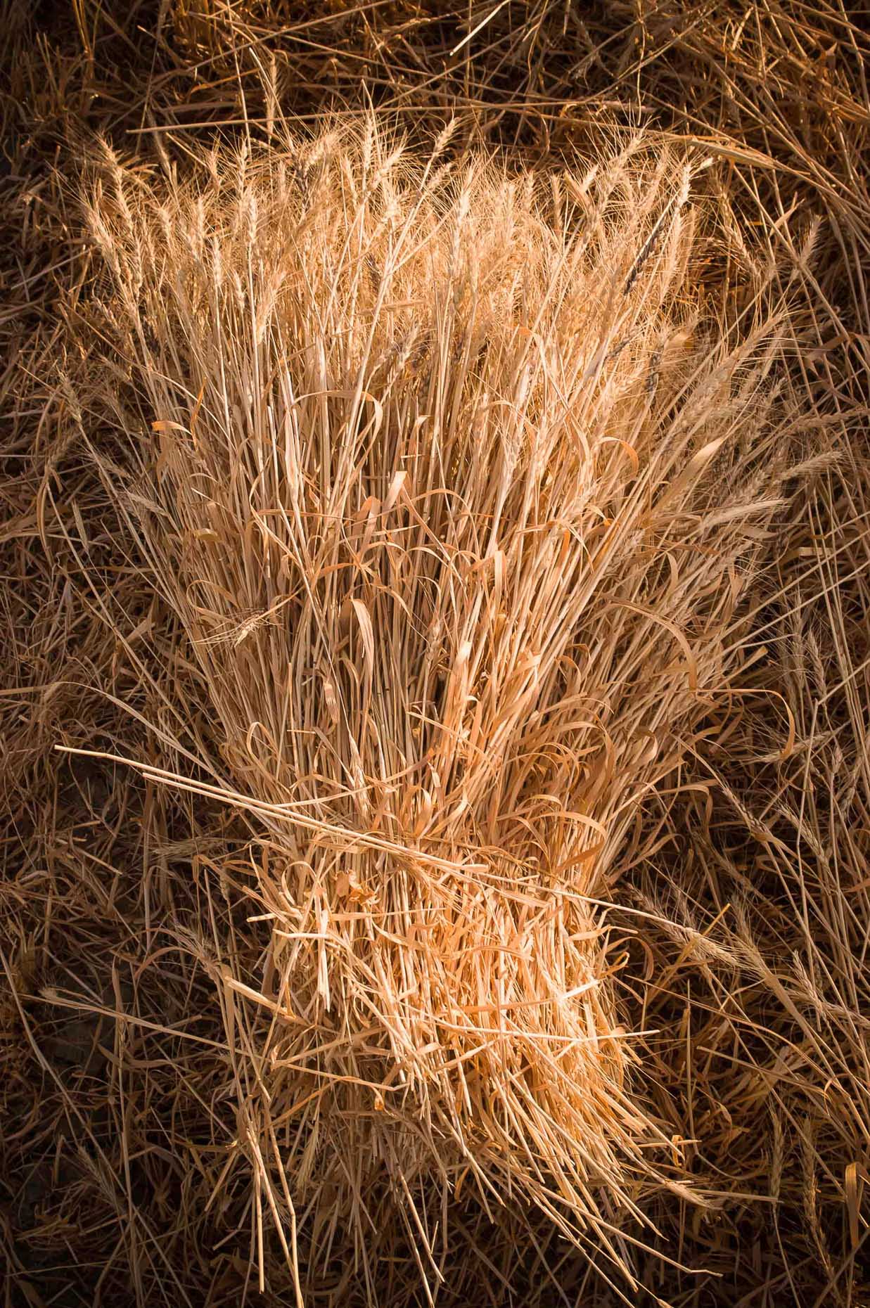 Photo of hand harvested wheat bundle in warm natural light, Van Turkey.