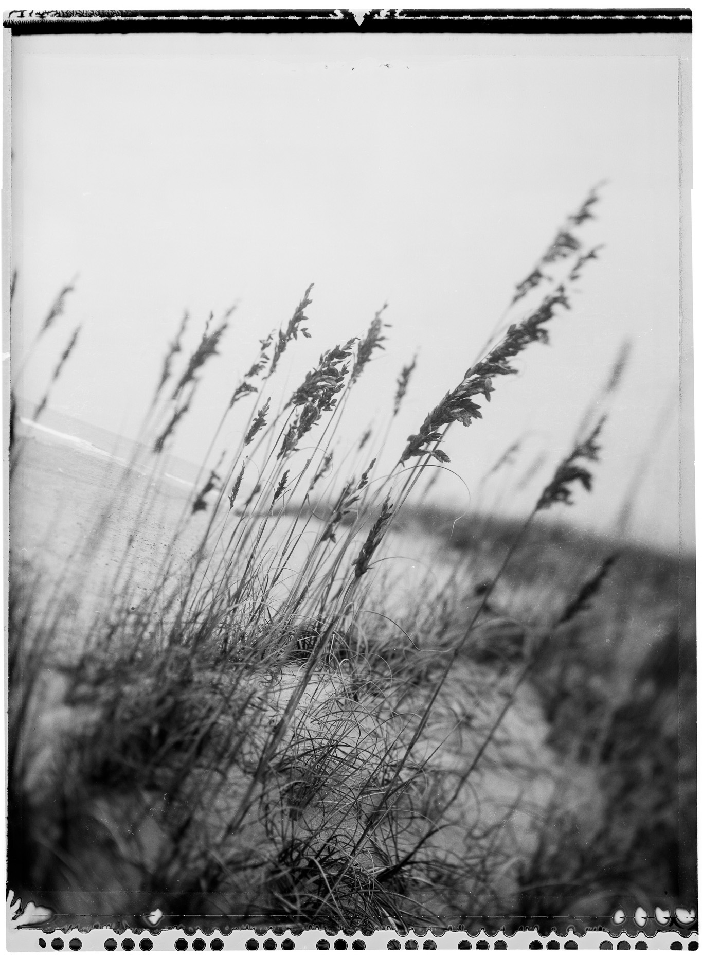 SeaOats.jpg