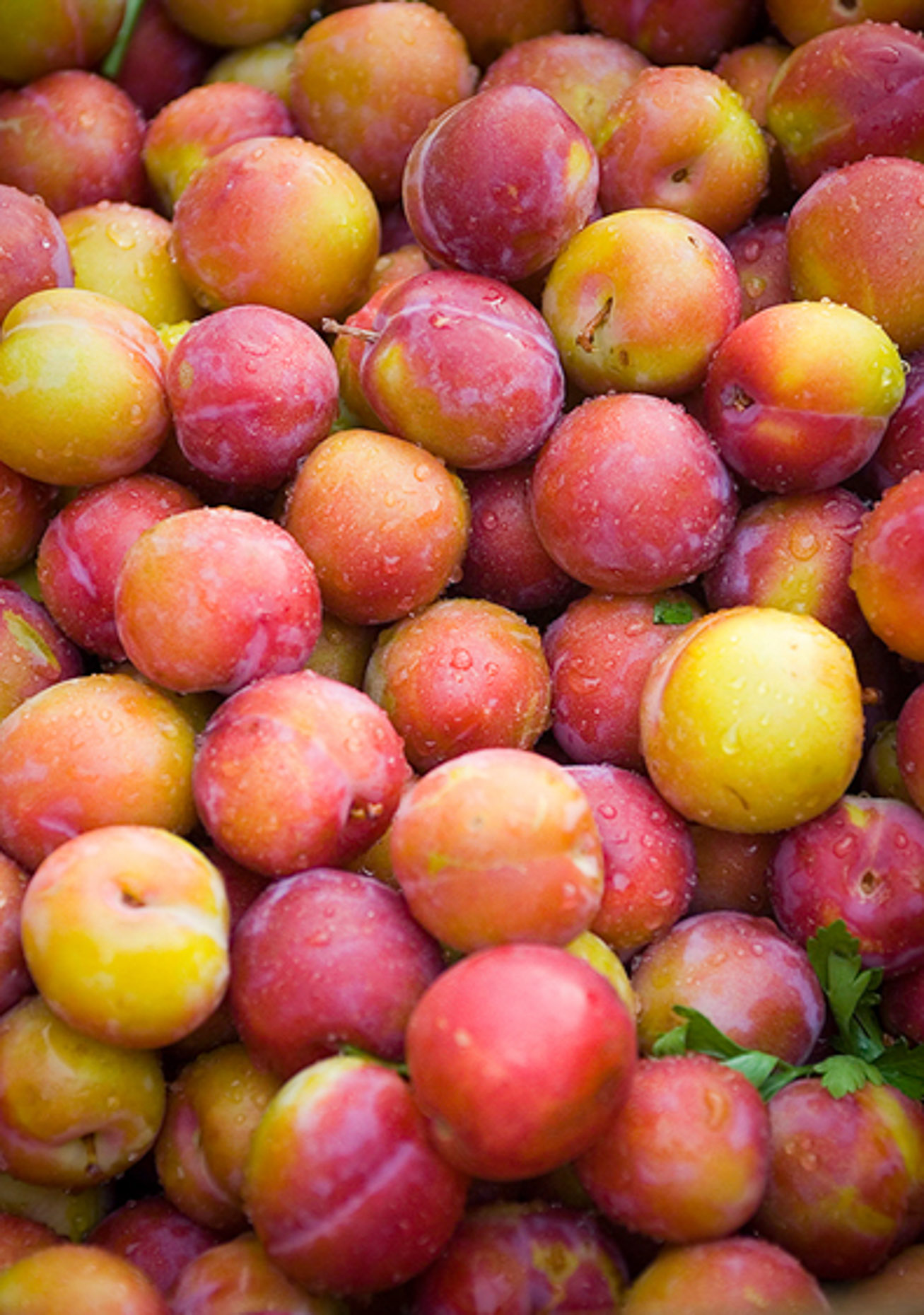 Image of harvested apricots after summer rain, Van Turkey. 