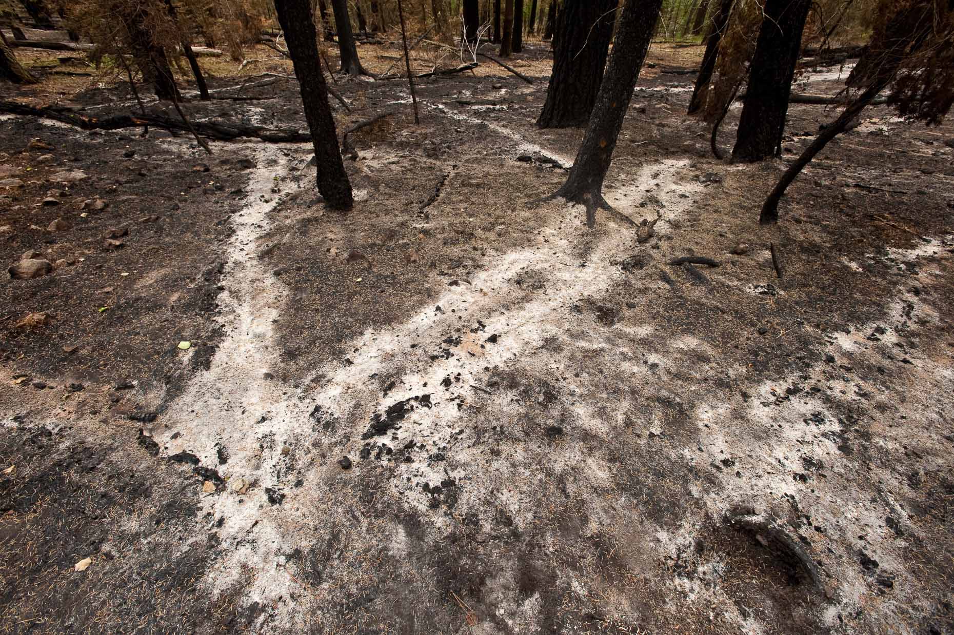 Las Conchas wildfire, New Mexico.  20