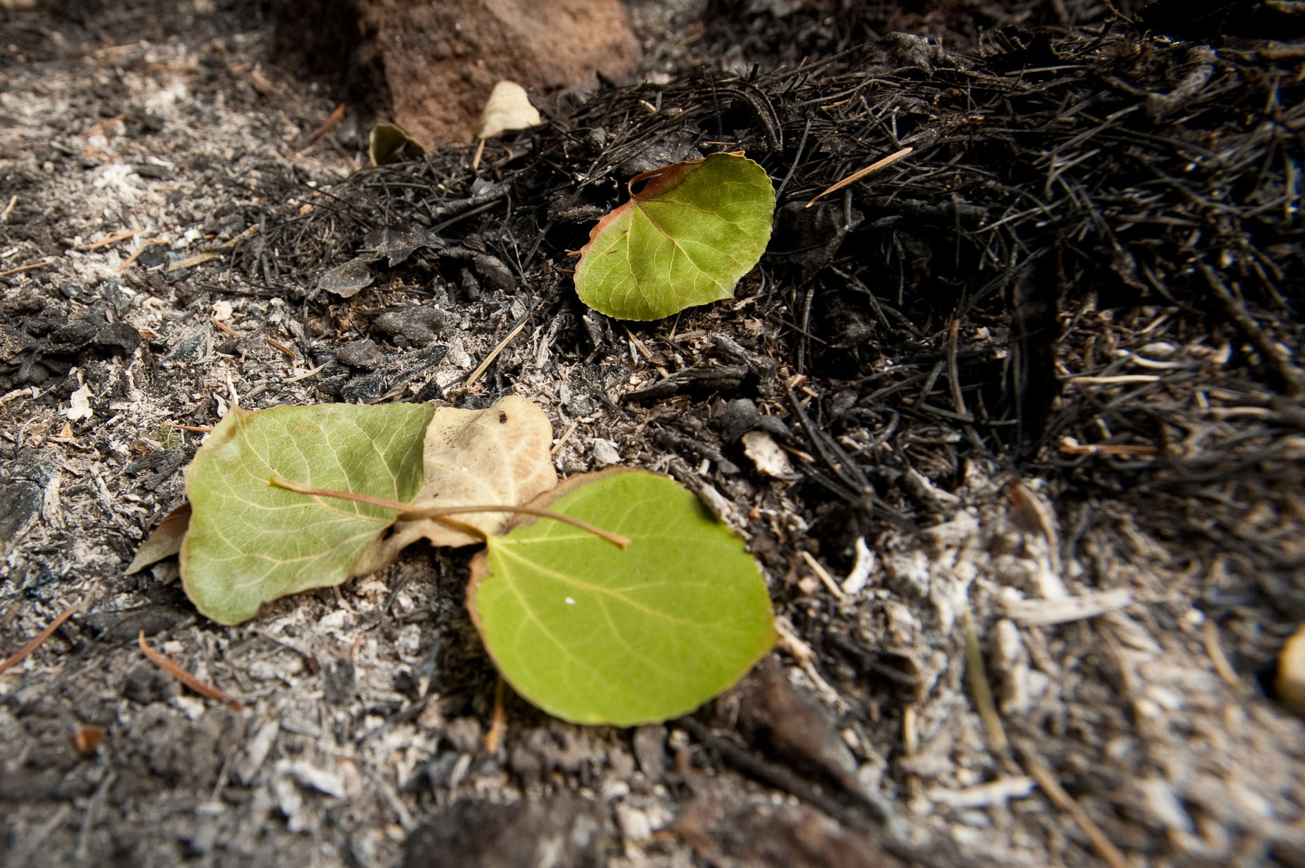 Las Conchas wildfire, New Mexico.  31