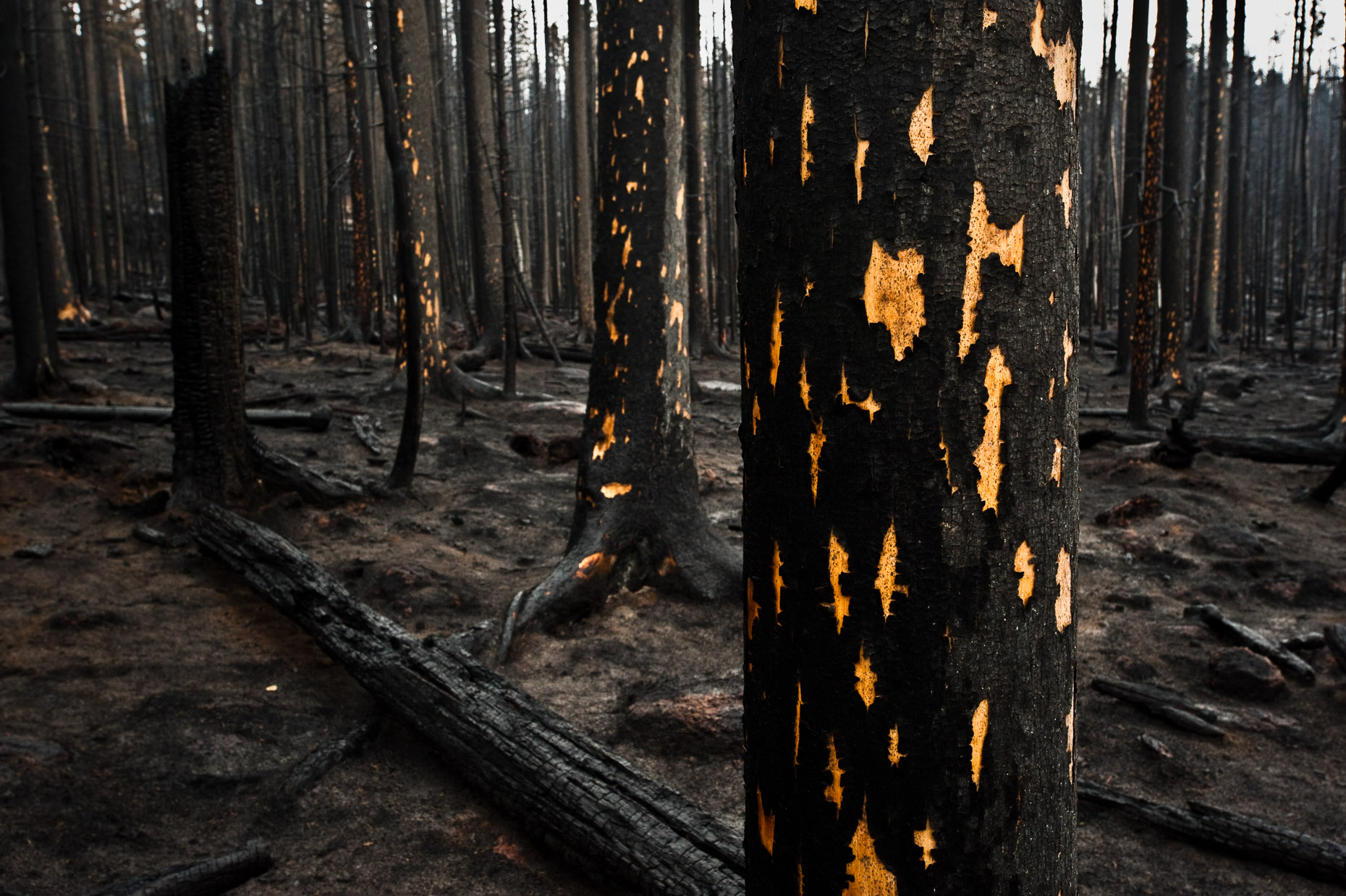 Las Conchas wildfire, New Mexico.  11
