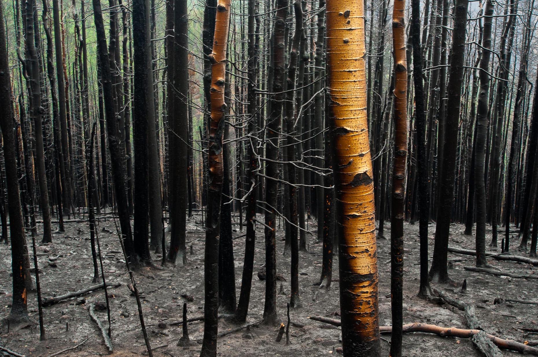 Las Conchas wildfire, New Mexico.  13