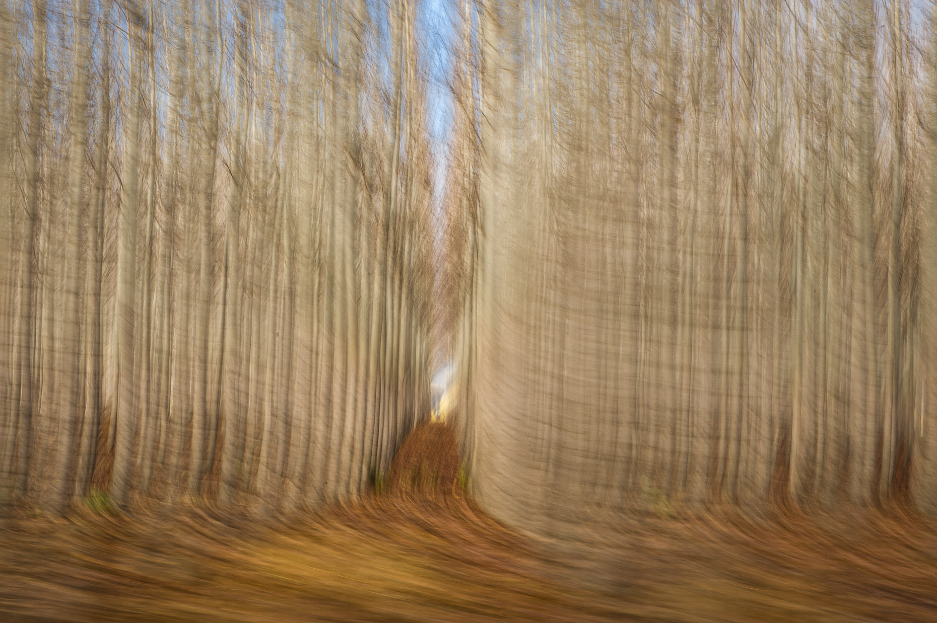 Abstract photo of repetitive poplar trees in late fall. 