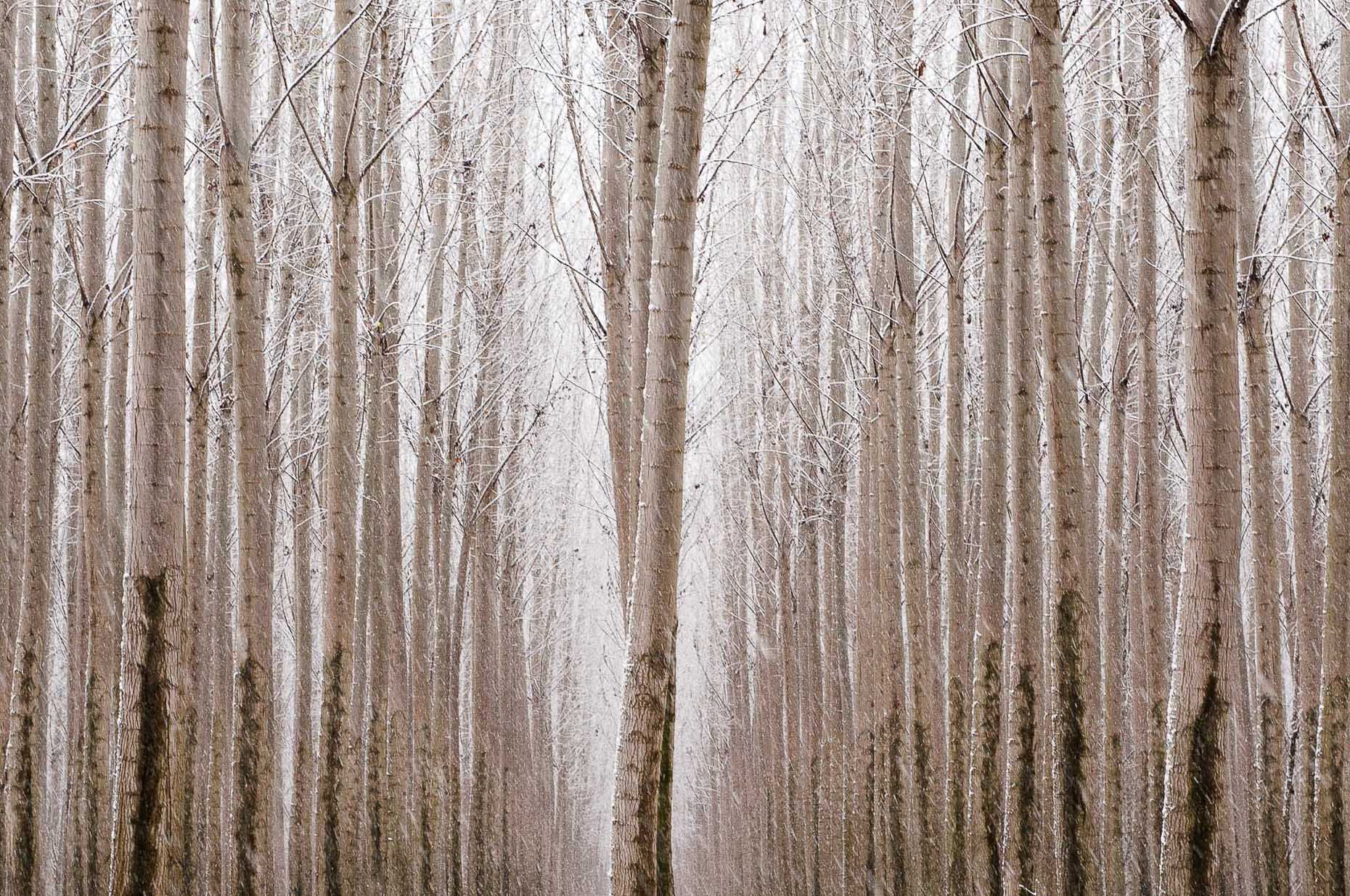 Landscape image of repeating poplar trees  in snow, Oregon. 