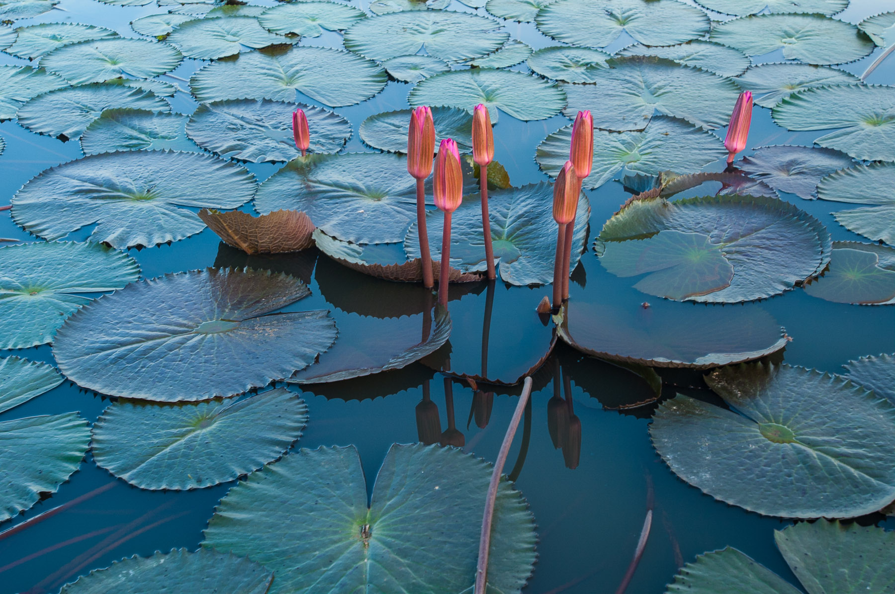 Lotus flowers on lake in Kampot, Cambodia.