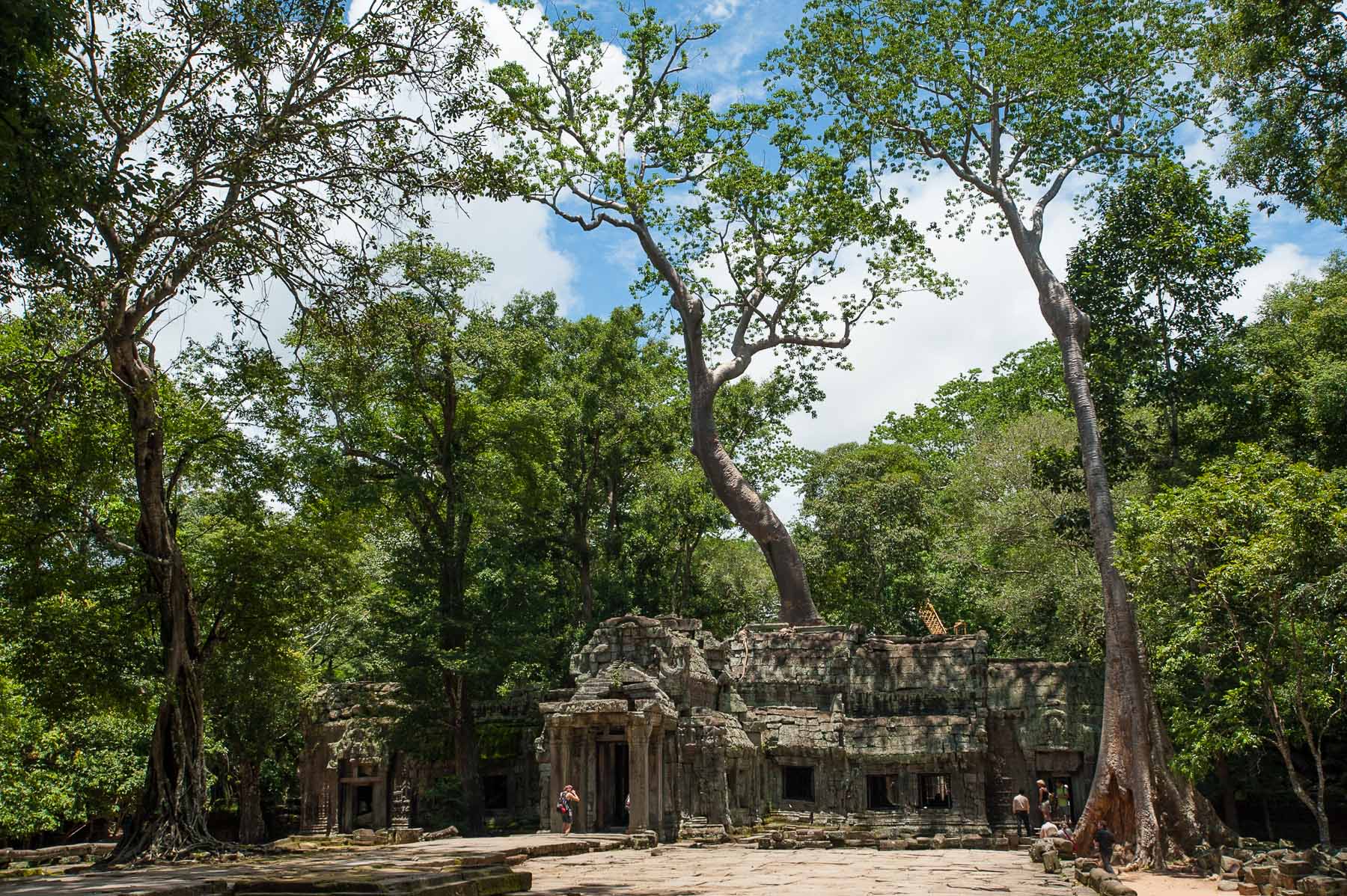 Ta Phrom Temple covered in silk-cotton trees.