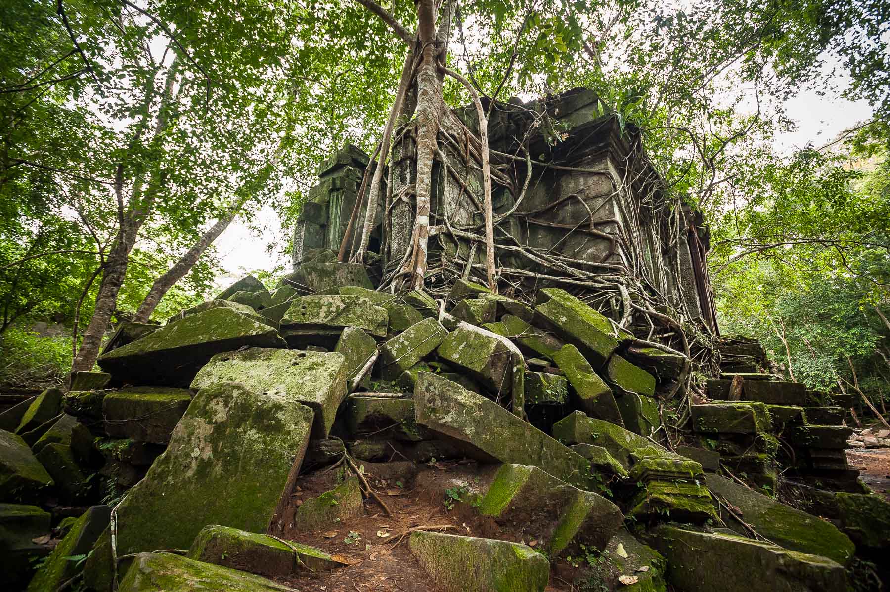 Strangler fig growing over central library structure of collapsed Ankor Wat temple of Banteay Srey, Cambodia.