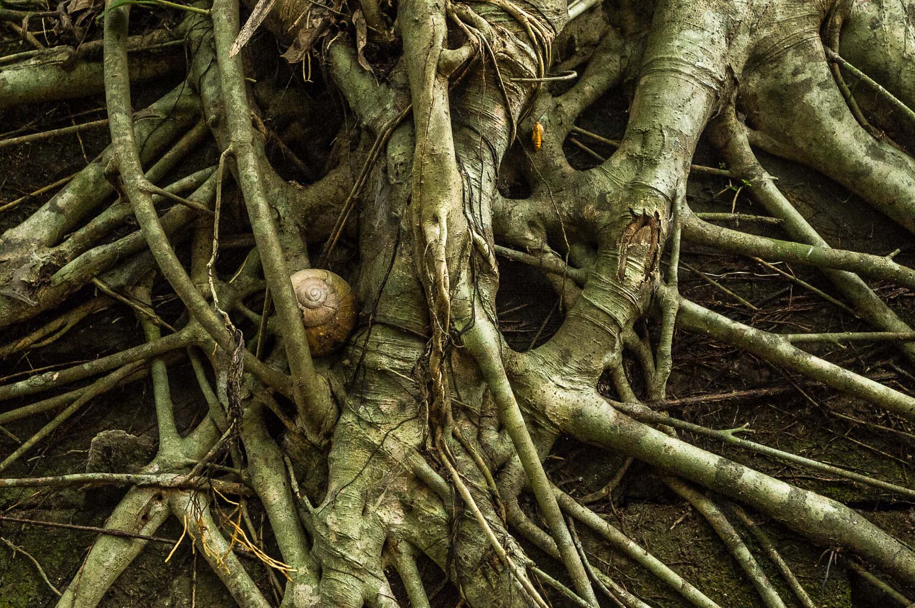 Close up of strangler fig tree roots with snail shell and yellow moth.