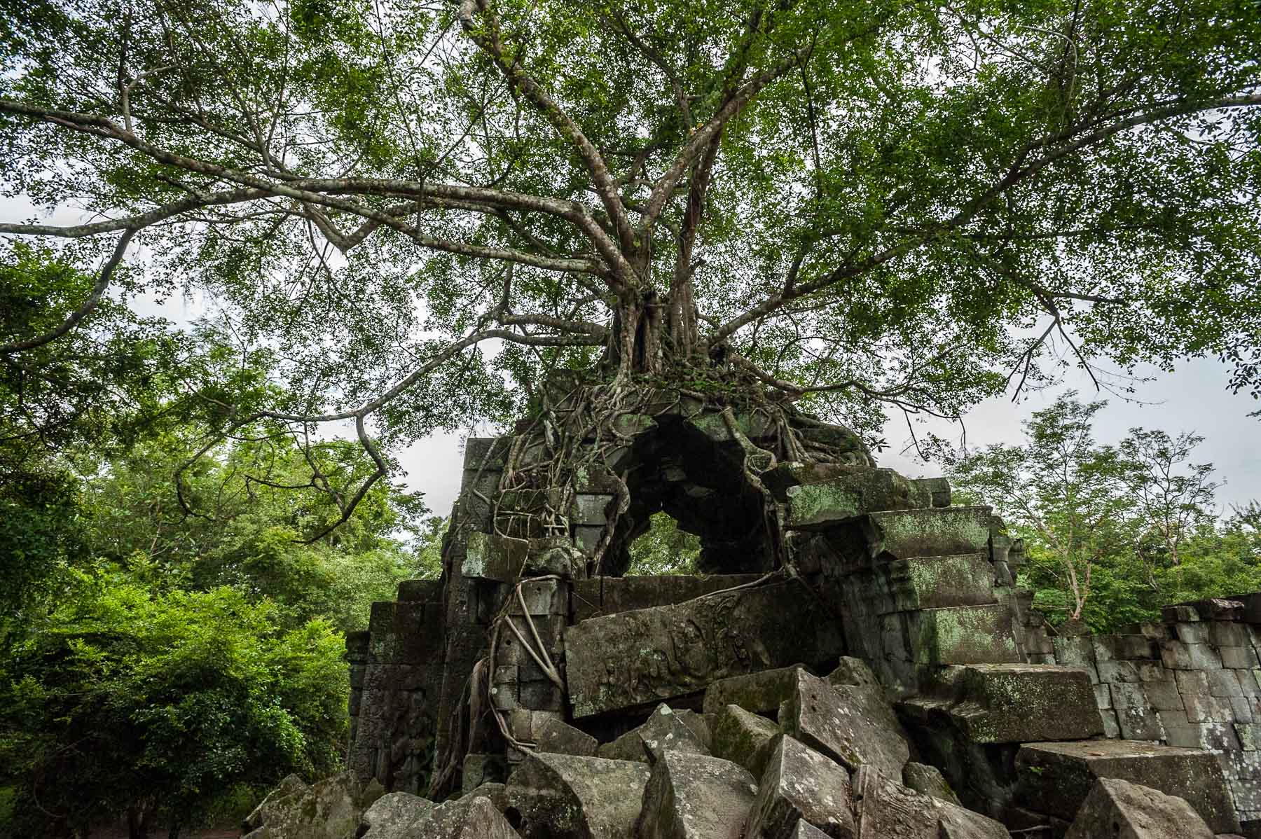 Strangler fig tree on Ankor Temple, Banteay Srey, Cambodia