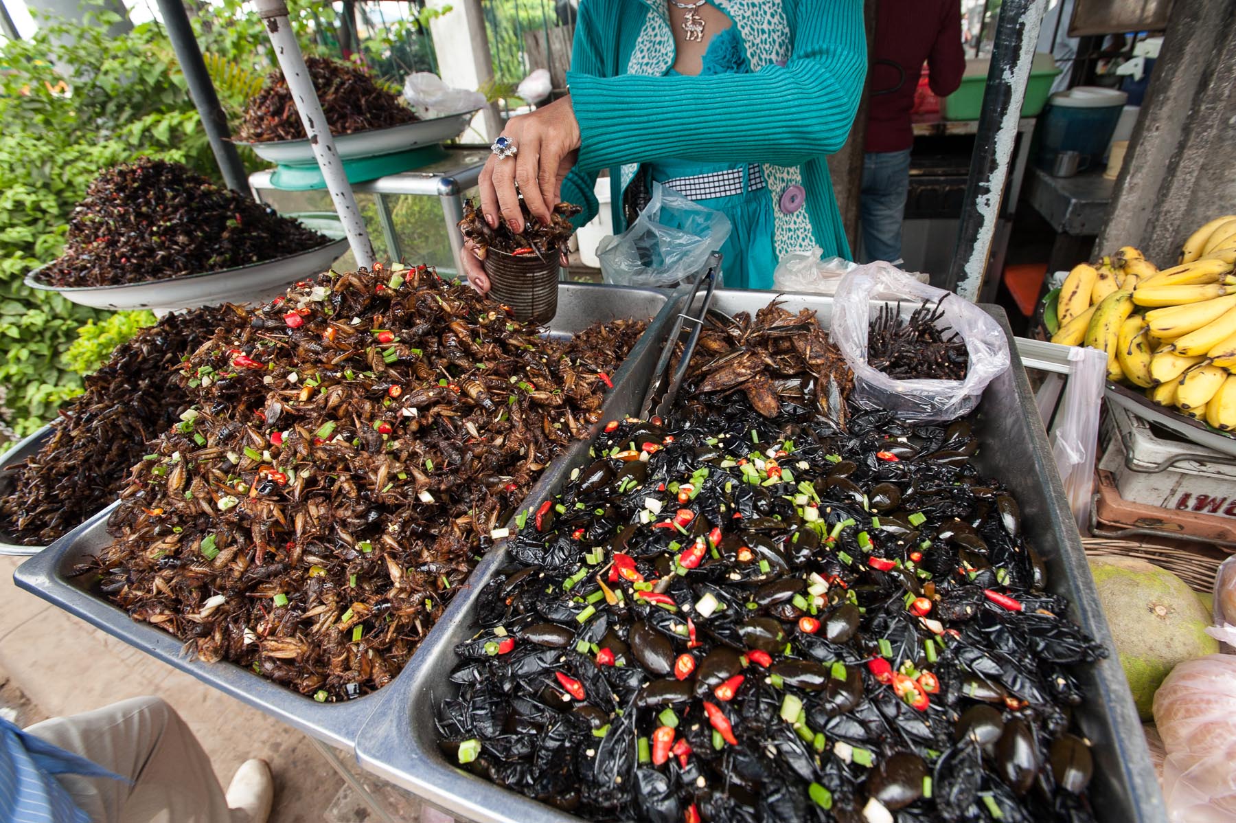 Edible cockroaches and trantulas at open market, Pursat Cambodia. 